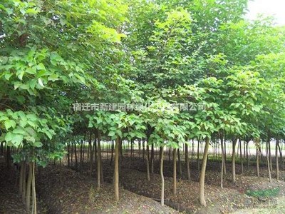 重陽木 價(jià)格、產(chǎn)地、圖片及綠化應(yīng)用詳解