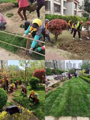 嶗山區(qū)物業(yè)服務(wù)品質(zhì)提升行動 綠化提升篇——景觀工程