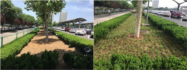 多措并舉美化站區環境 提升窗口形象 綠化工程