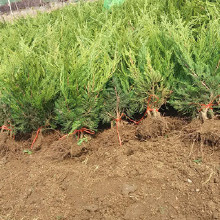 龍柏苗在景觀工程中的應用與價值