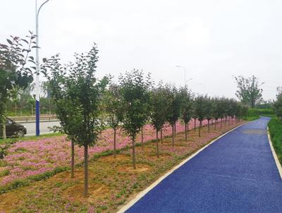 煙臺高新區成龍線綠化工程圓滿完工，打造城市生態景觀新名片