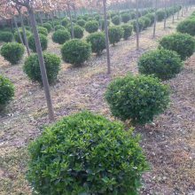周至綠化苗木 金葉女貞綠籬與紅葉石楠球種植廠家介紹