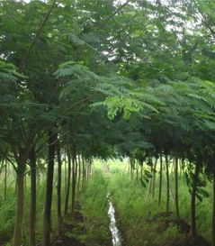 特價批發工程廣場綠化用品 蓄排水板的優勢與應用