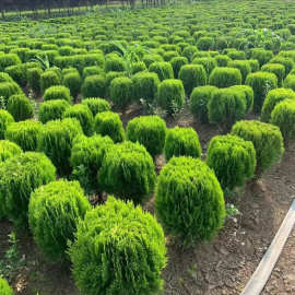 常綠植物在綠化景觀工程中的重要性及苗木選擇要點(diǎn)