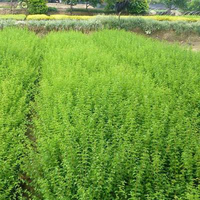 批發(fā)小葉女貞 四季常青的綠化工程優(yōu)選苗木及其價(jià)格解析