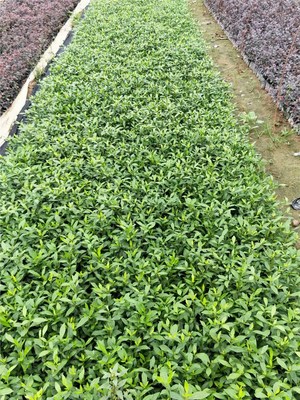 南方綠化工程優(yōu)選 小葉梔子花的景觀價(jià)值與種植優(yōu)勢