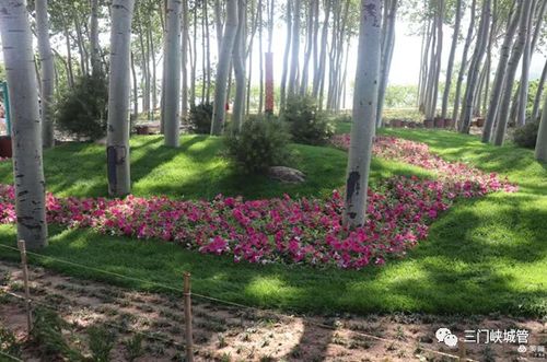 市城管局首屆最美花境競賽圓滿落幕，城市景觀工程再添新亮點(diǎn)