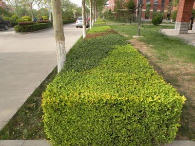 泰安環境綠化 融合設計、工程與景觀的綜合性解決方案