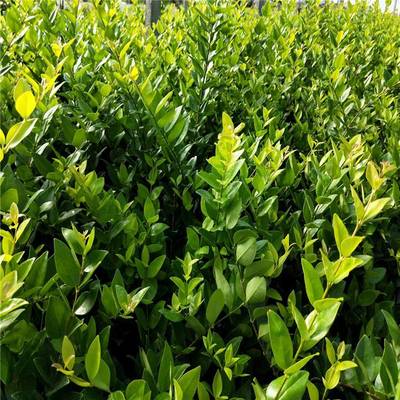 金森女貞 優質綠化灌木，景觀工程的理想選擇