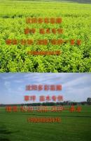 打造城市綠肺 營口草坪與鲅魚圈綠化苗木在景觀工程中的綜合應(yīng)用