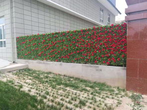 淄博垂直綠植墻施工 打造生態(tài)宜居城市的立體景觀工程