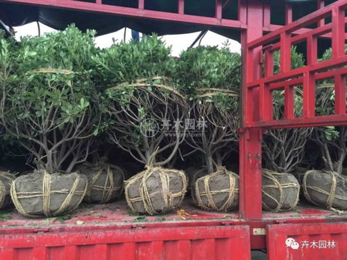 海桐球在園林綠化中的多功能應(yīng)用——卉木園林景觀工程實(shí)踐解析