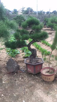 山東苗木業(yè)者徐曉華 夯實(shí)質(zhì)量根基，方能鑄就綠化工程未來