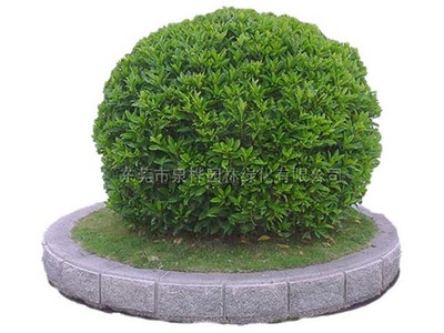 從綠化工程到景觀工程 城市生態(tài)與美學(xué)的雙重構(gòu)建