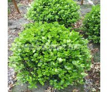 金色夢想，綠色家園——論金綠化工程的生態(tài)與社會價(jià)值