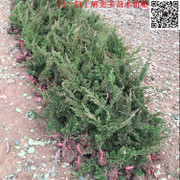 工程綠化優(yōu)選 地柏/爬地柏/鋪地柏直銷，批發(fā)價(jià)格從優(yōu)